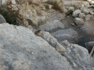 A Rock Hyrax climbs the cliffs of Ein Gedi
